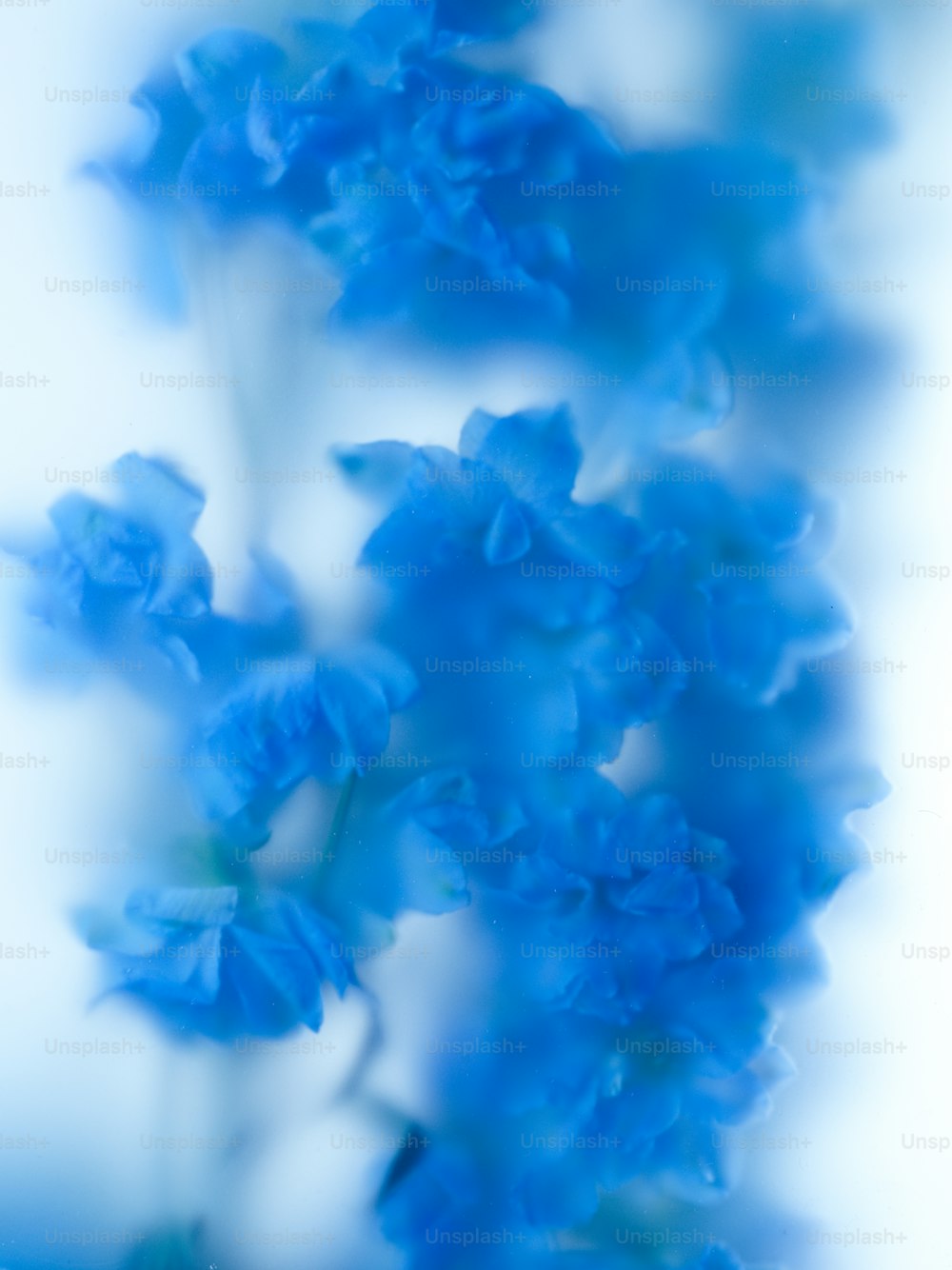 a close up of a blue flower on a white background