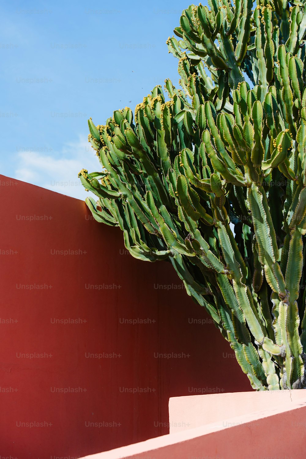 赤い壁の横にある大きな緑の植物