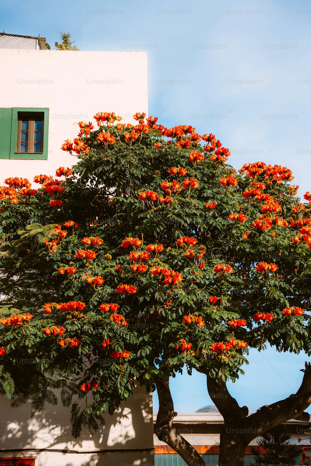 a tree with orange flowers in front of a white building