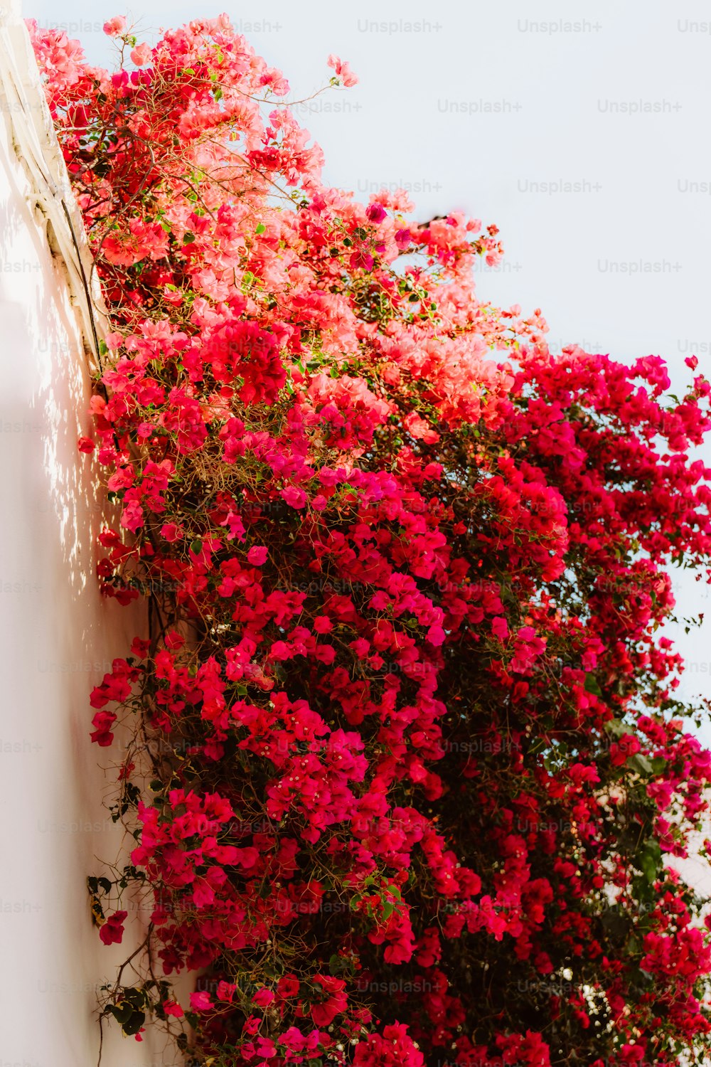 red flowers growing on the side of a building
