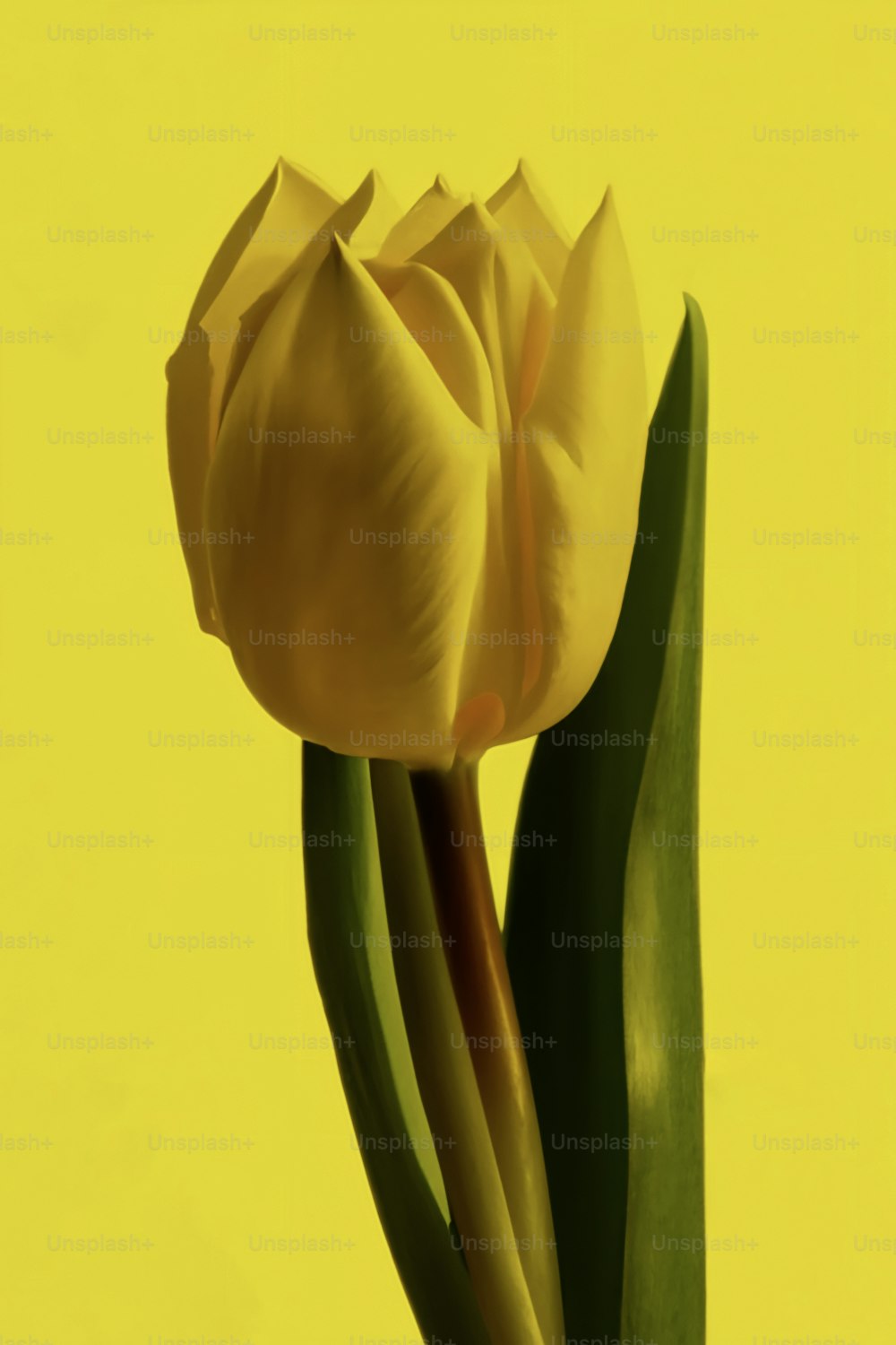 eine einzelne gelbe Tulpe in einer Vase auf gelbem Hintergrund