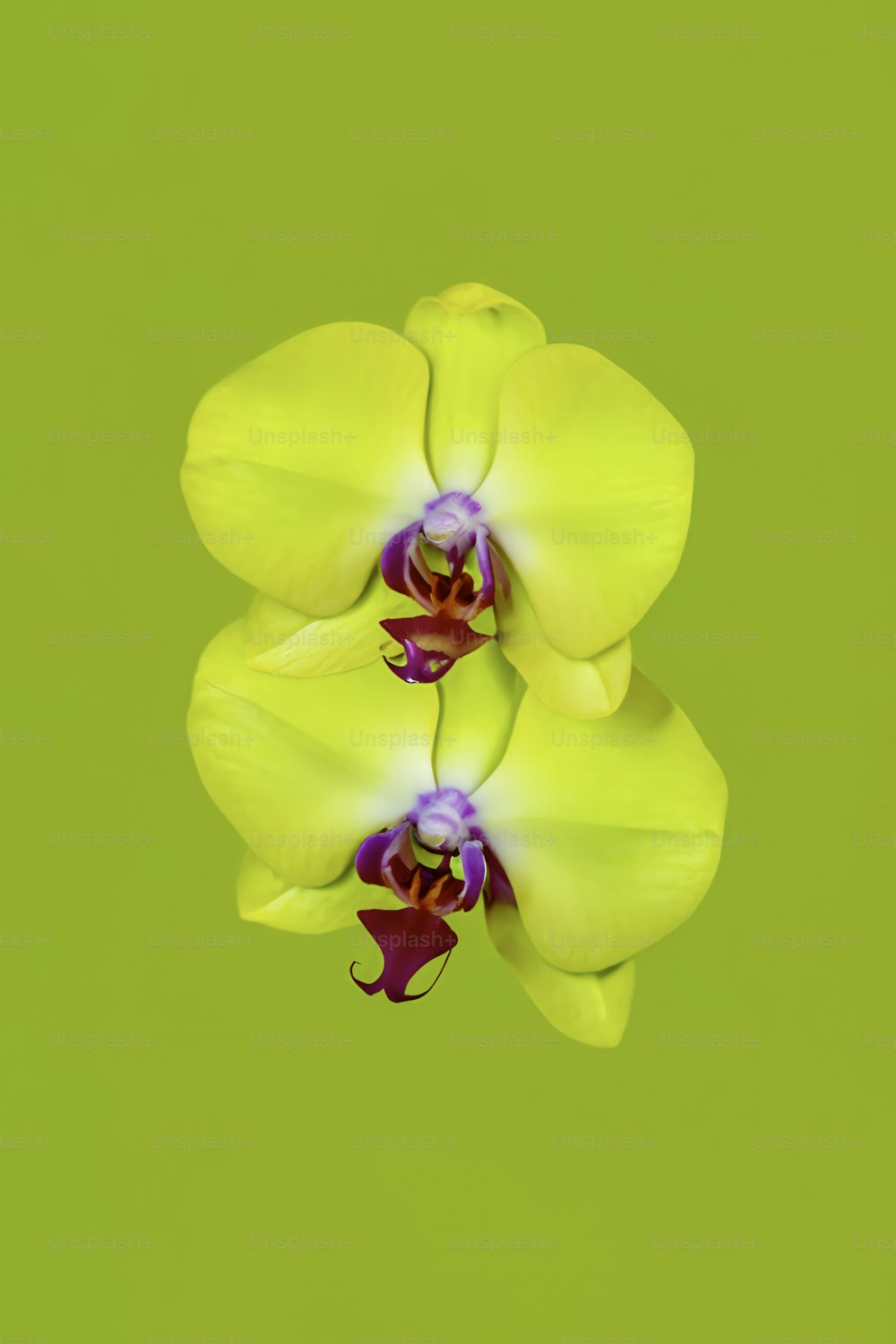two yellow orchids with purple centers on a green background