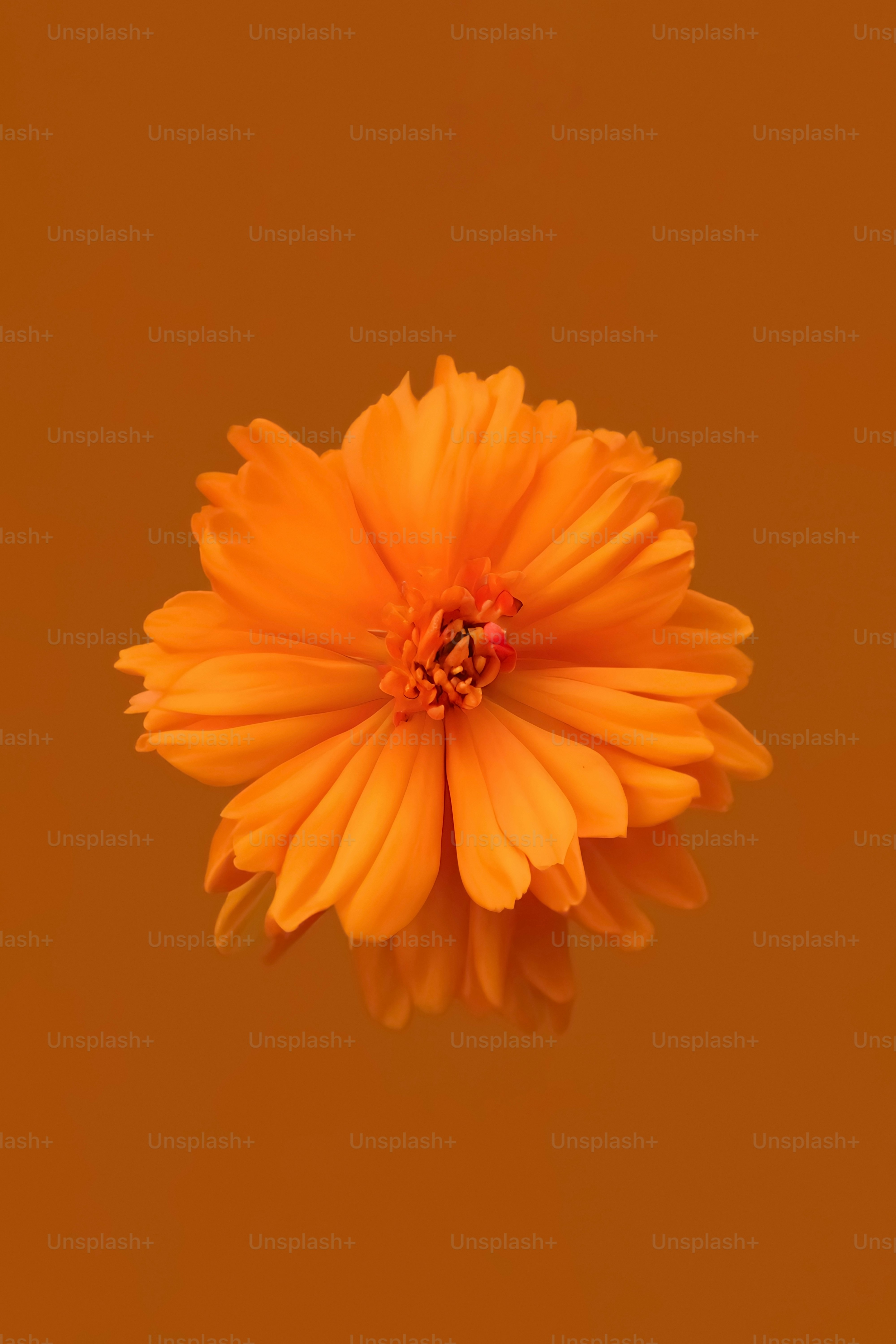 Eine Orangefarbene Blume Mit Gelbem Hintergrund Foto – Bild Zum Thema ...