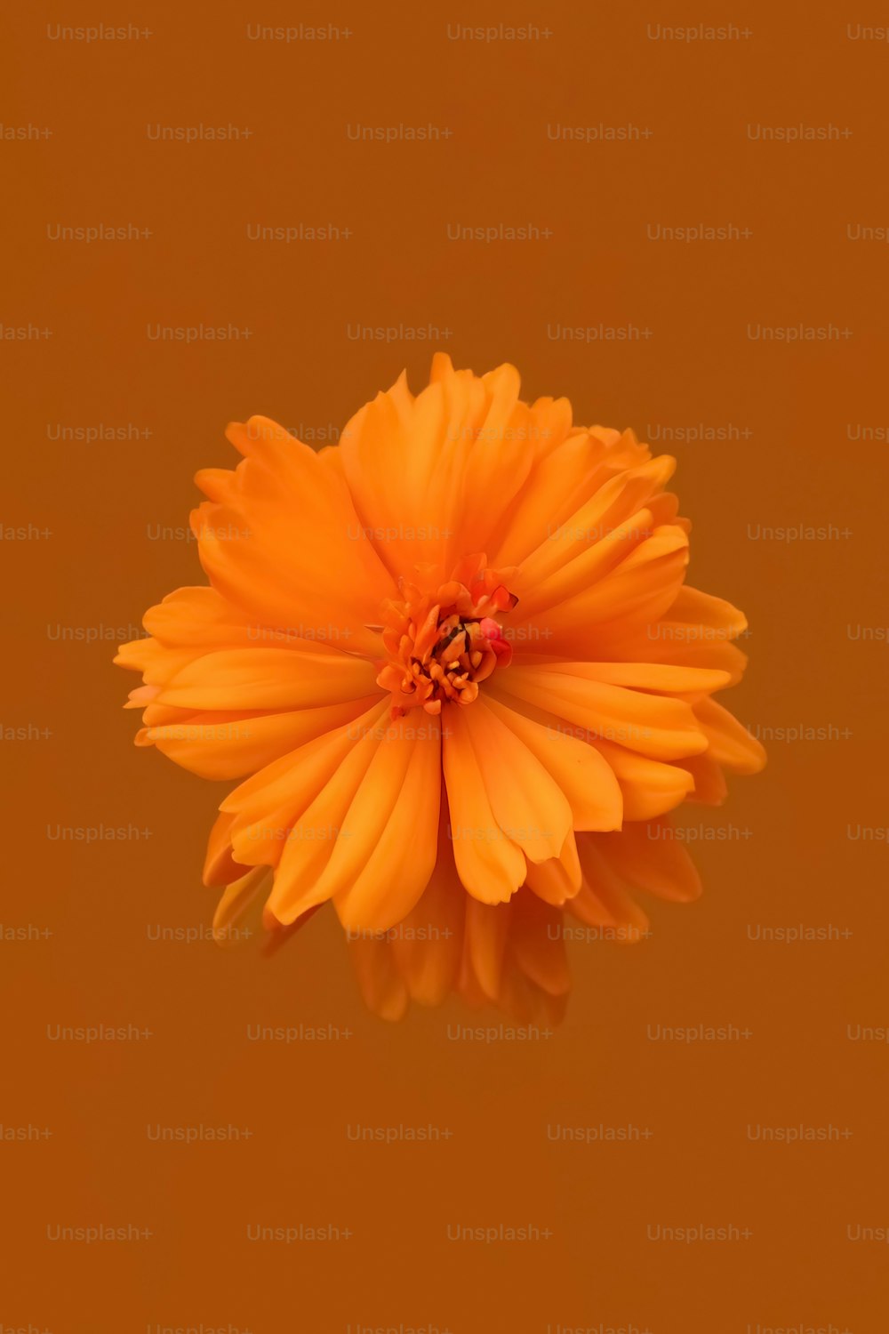 eine orangefarbene Blume mit gelbem Hintergrund