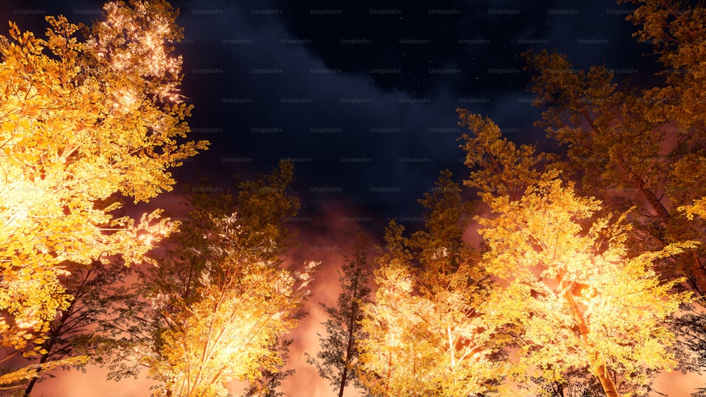 Un grupo de árboles que se iluminan por la noche