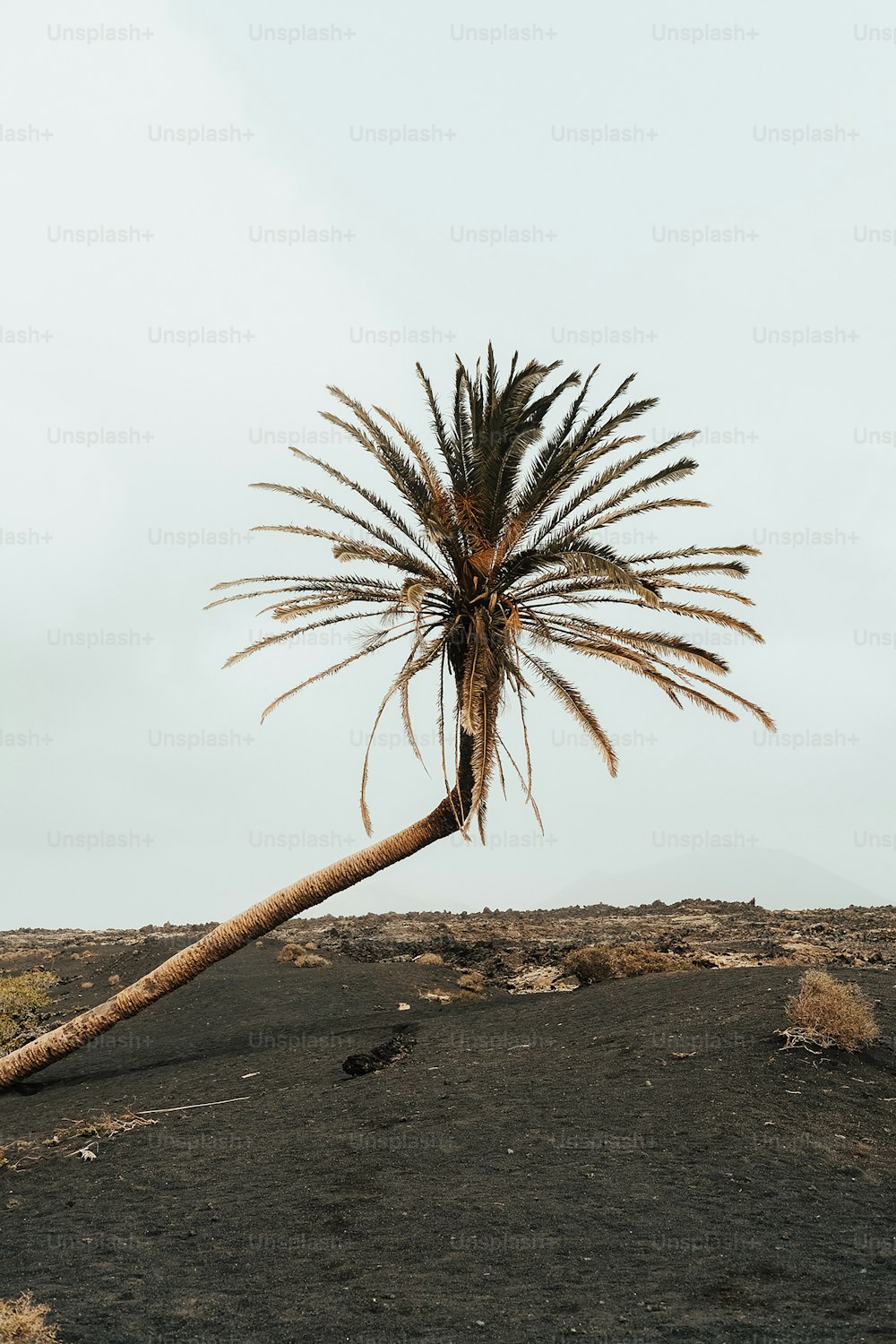 uma palmeira no meio de um deserto