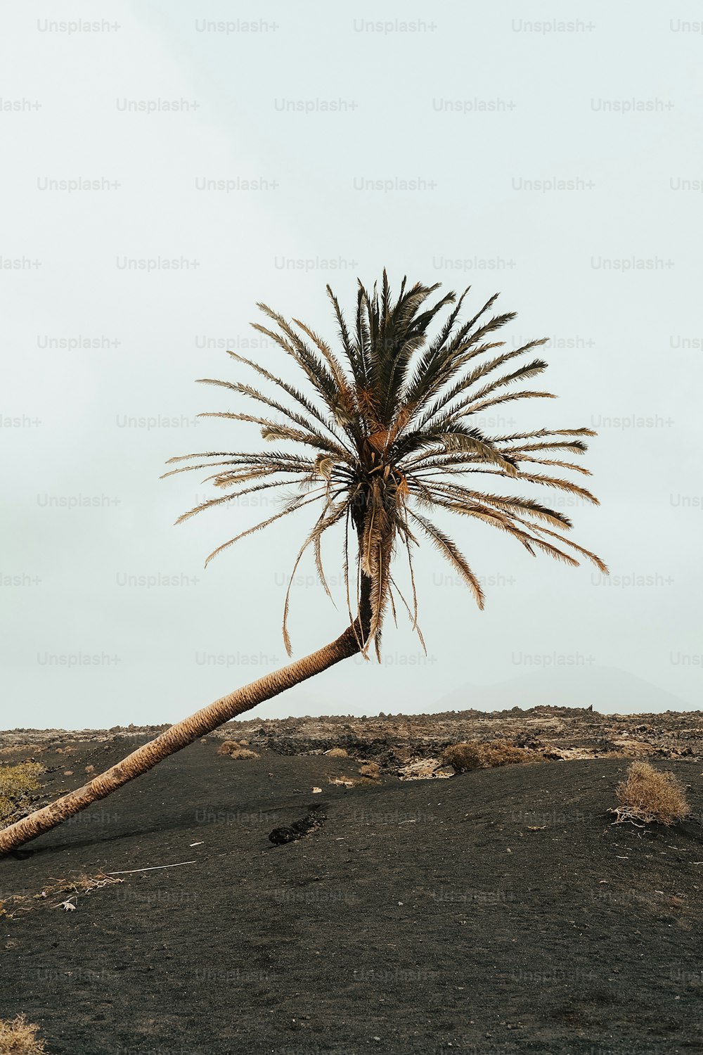 a palm tree in the middle of a desert