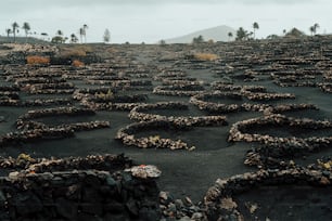 a large field with a bunch of plants growing on it