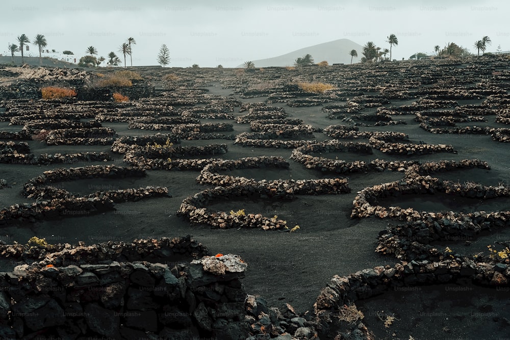 a large field with a bunch of plants growing on it