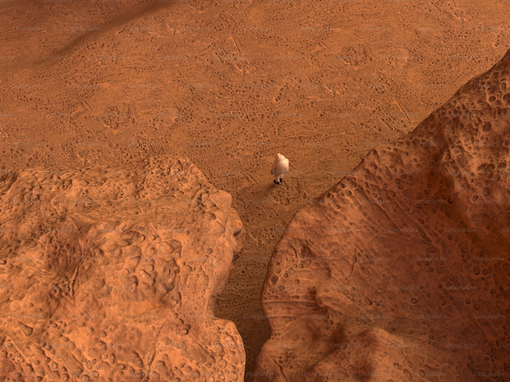 a small white animal standing on top of a dirt field