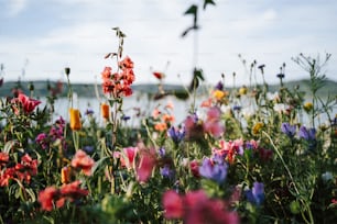 a bunch of flowers that are in the grass