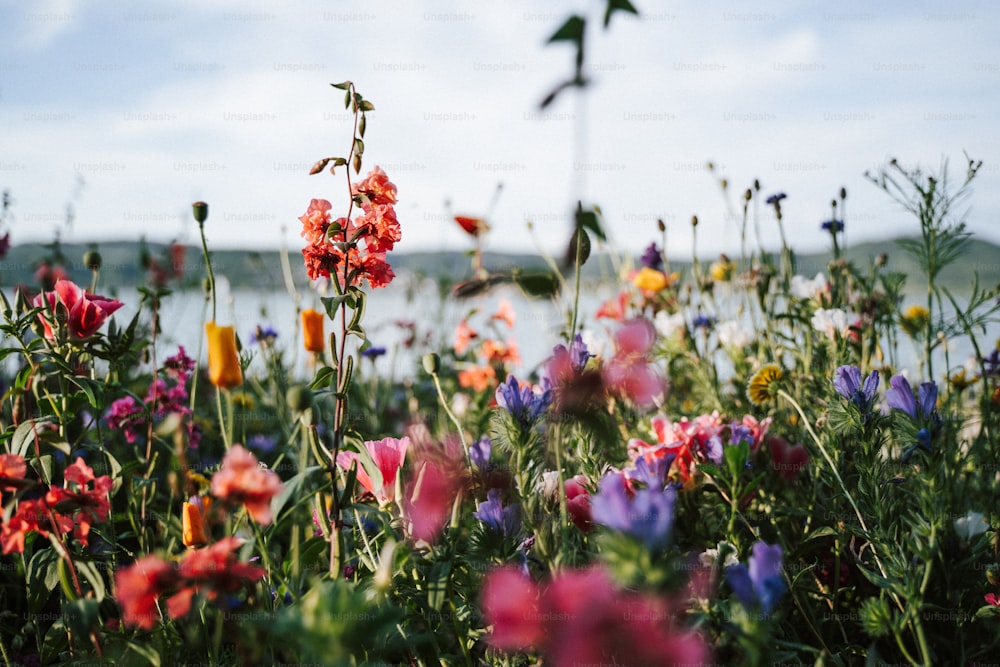 a bunch of flowers that are in the grass