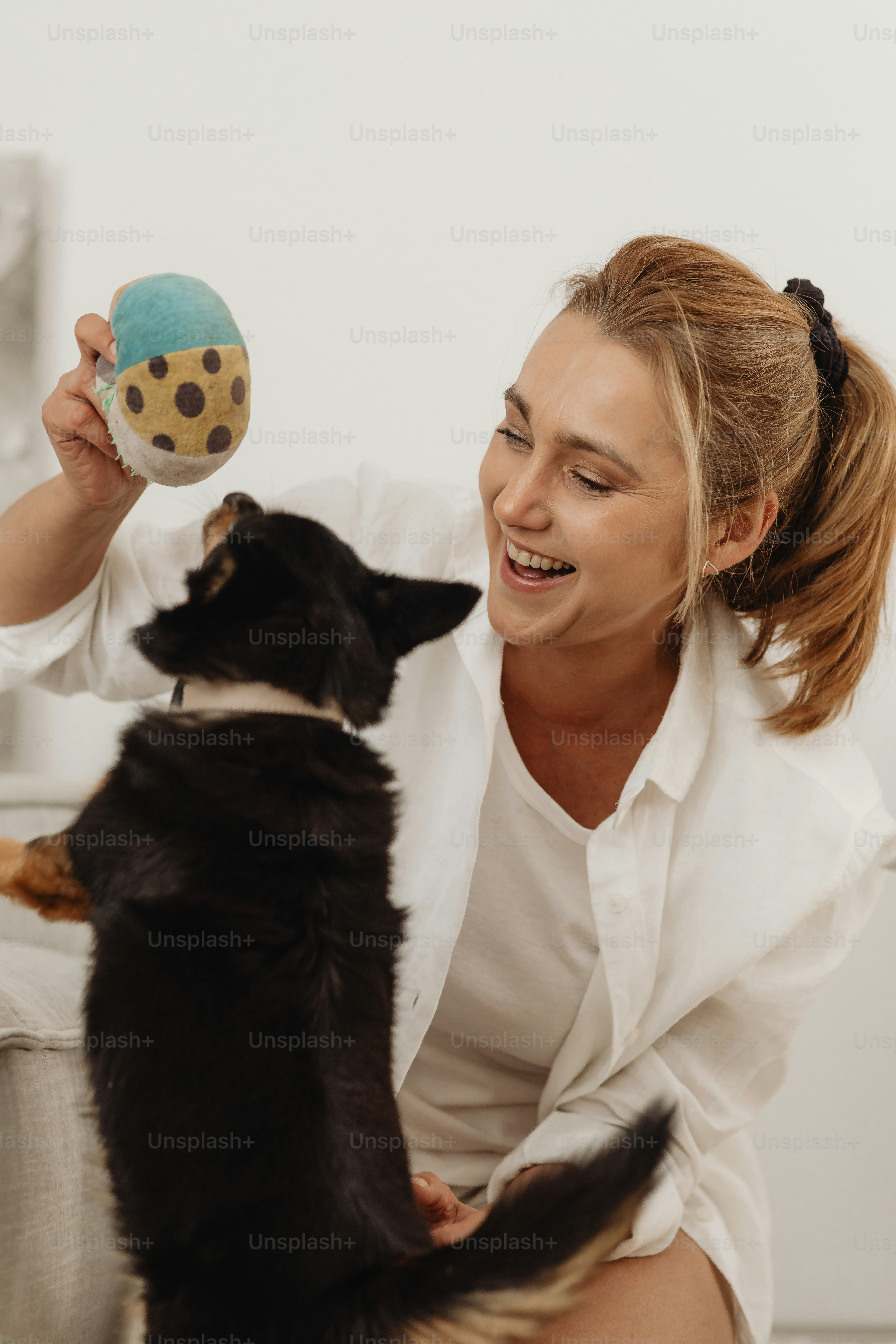 Border Collie using interactive dog toys for mental stimulation indoors