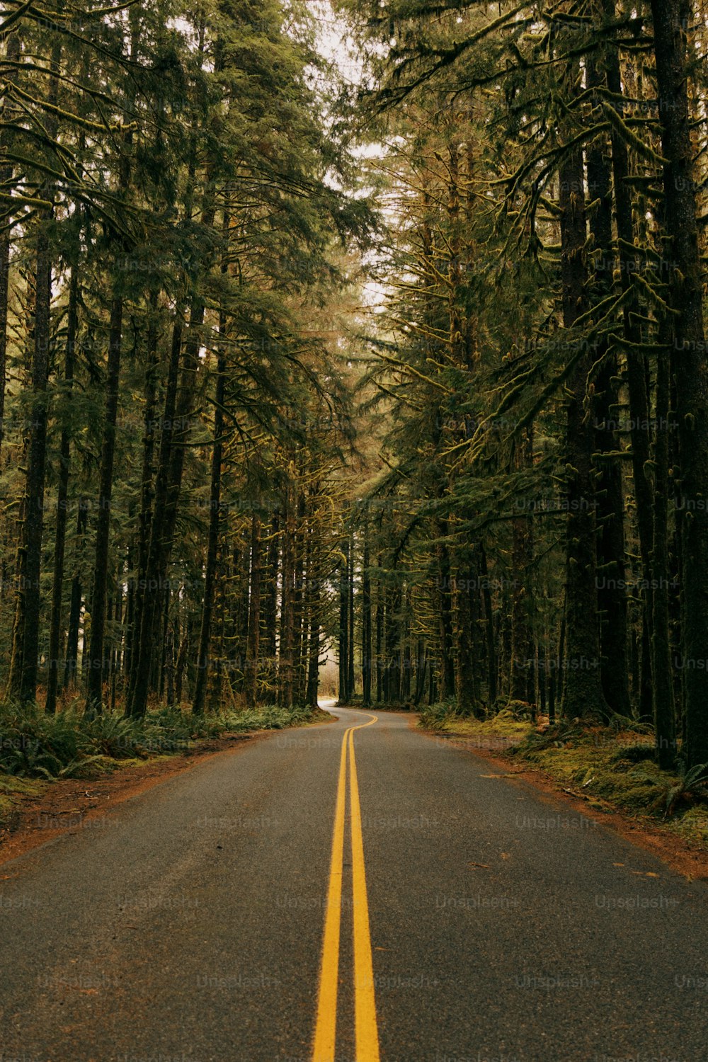 Une route au milieu d’une forêt bordée de grands arbres
