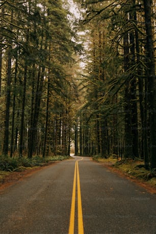 a road in the middle of a forest lined with tall trees
