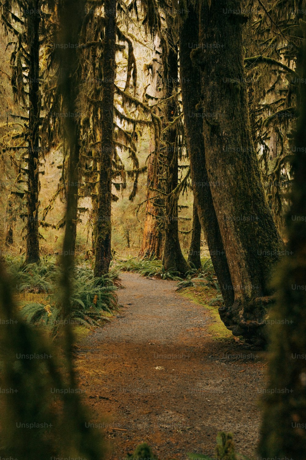 a path through a forest with lots of trees