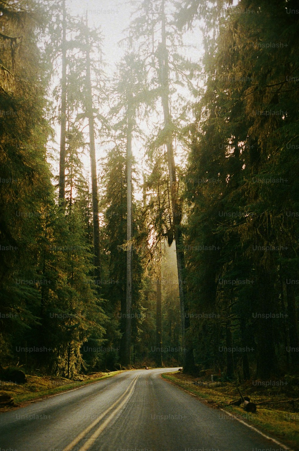 uma estrada no meio de uma floresta com árvores altas
