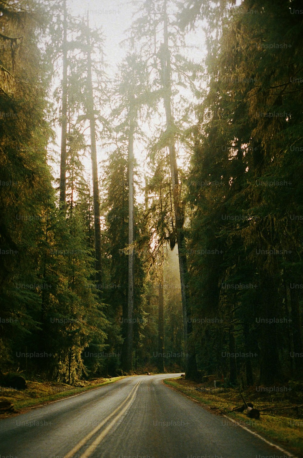 Una strada nel mezzo di una foresta con alberi ad alto fusto