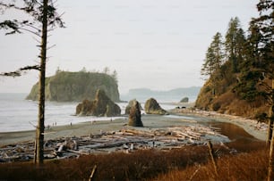 木や岩がたくさんあるビーチ