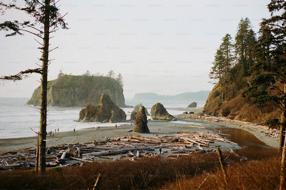 uma praia com muitas árvores e pedras
