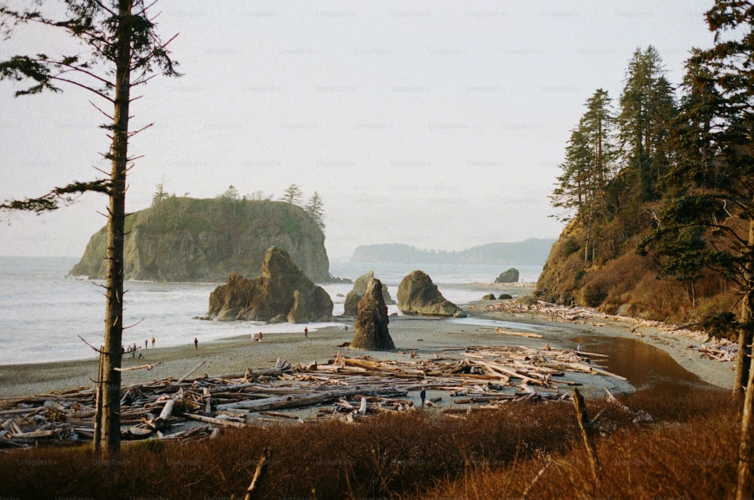 a beach with a lot of trees and rocks