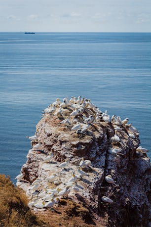 a large flock of birds sitting on top of a rock