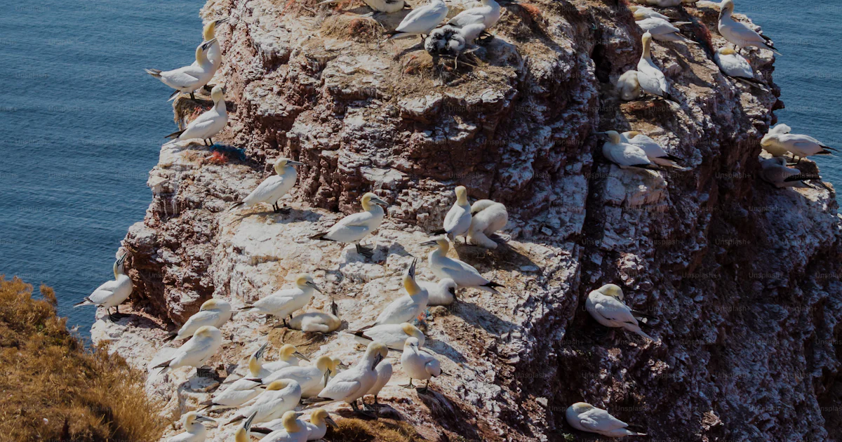 Rock Flocks A large flock of birds sitting on top of a rock photo – Helgoland Image ...
