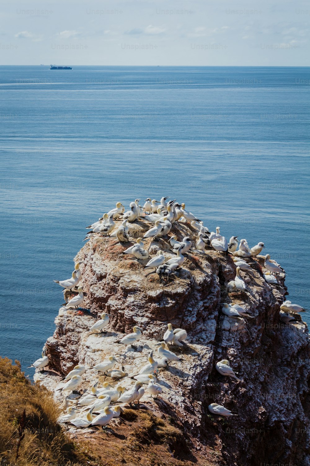 a large flock of birds sitting on top of a rock