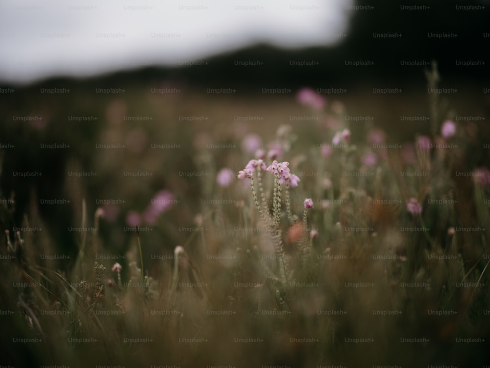 a bunch of flowers that are in the grass