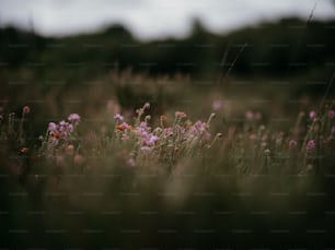 ein Feld voller lila Blumen mit Bäumen im Hintergrund