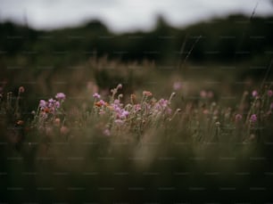 a field full of purple flowers with trees in the background