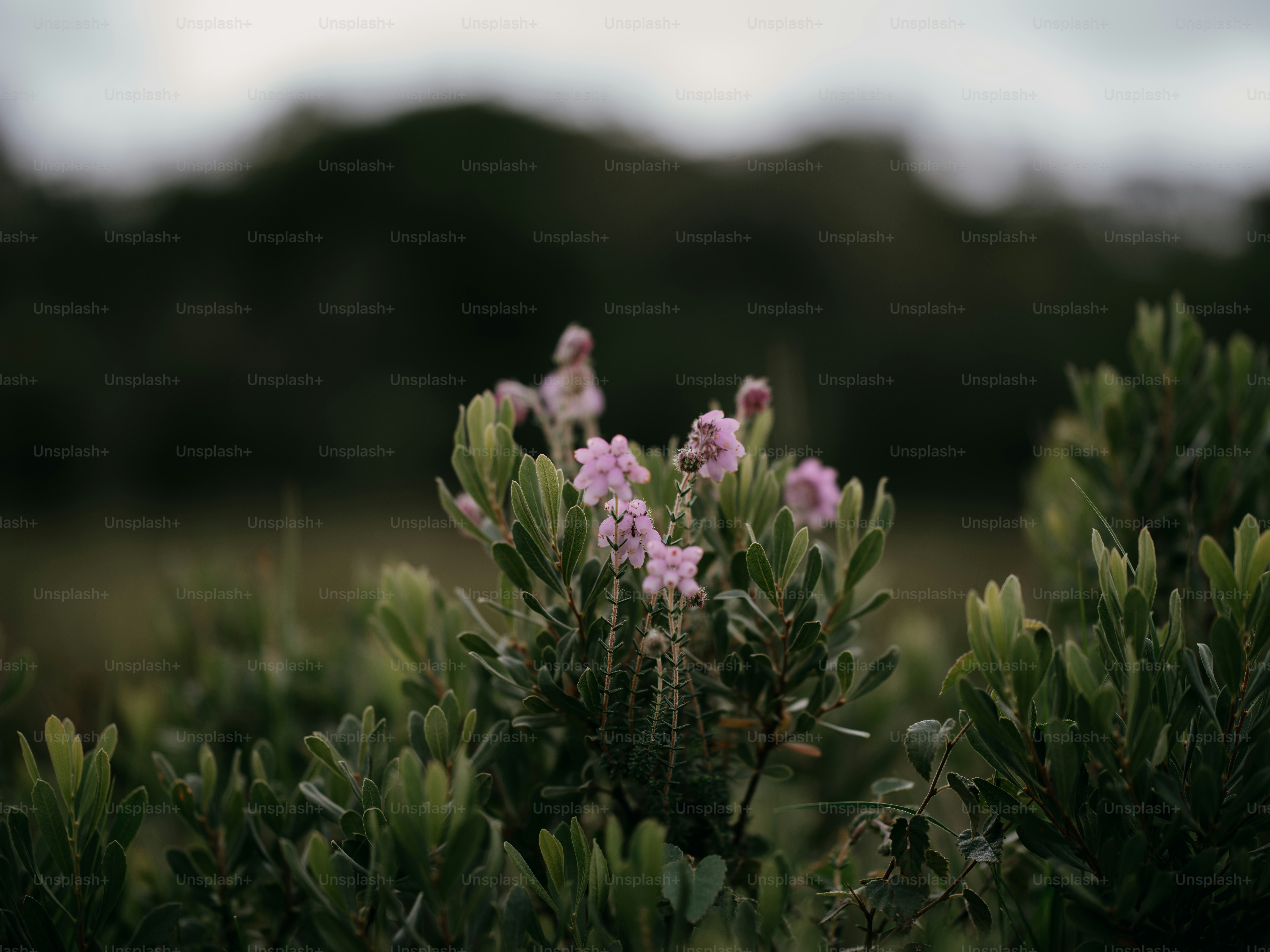 Un buisson aux fleurs roses et aux feuilles vertes