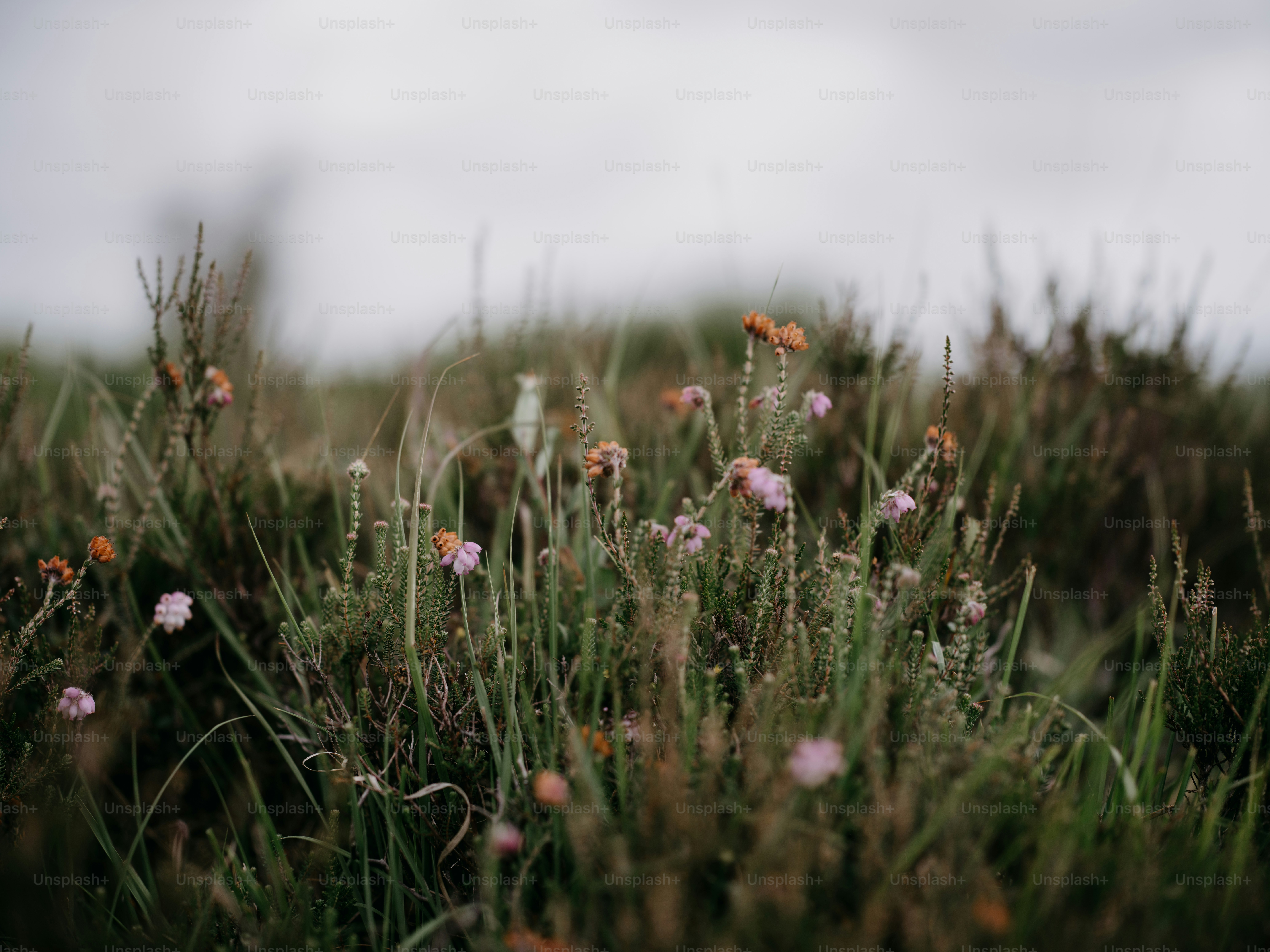 a bunch of flowers that are in the grass
