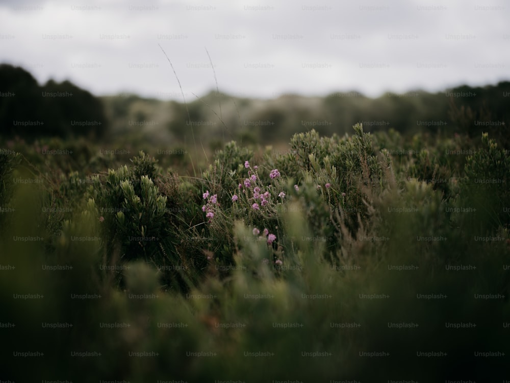 a field with a bunch of flowers in the middle of it