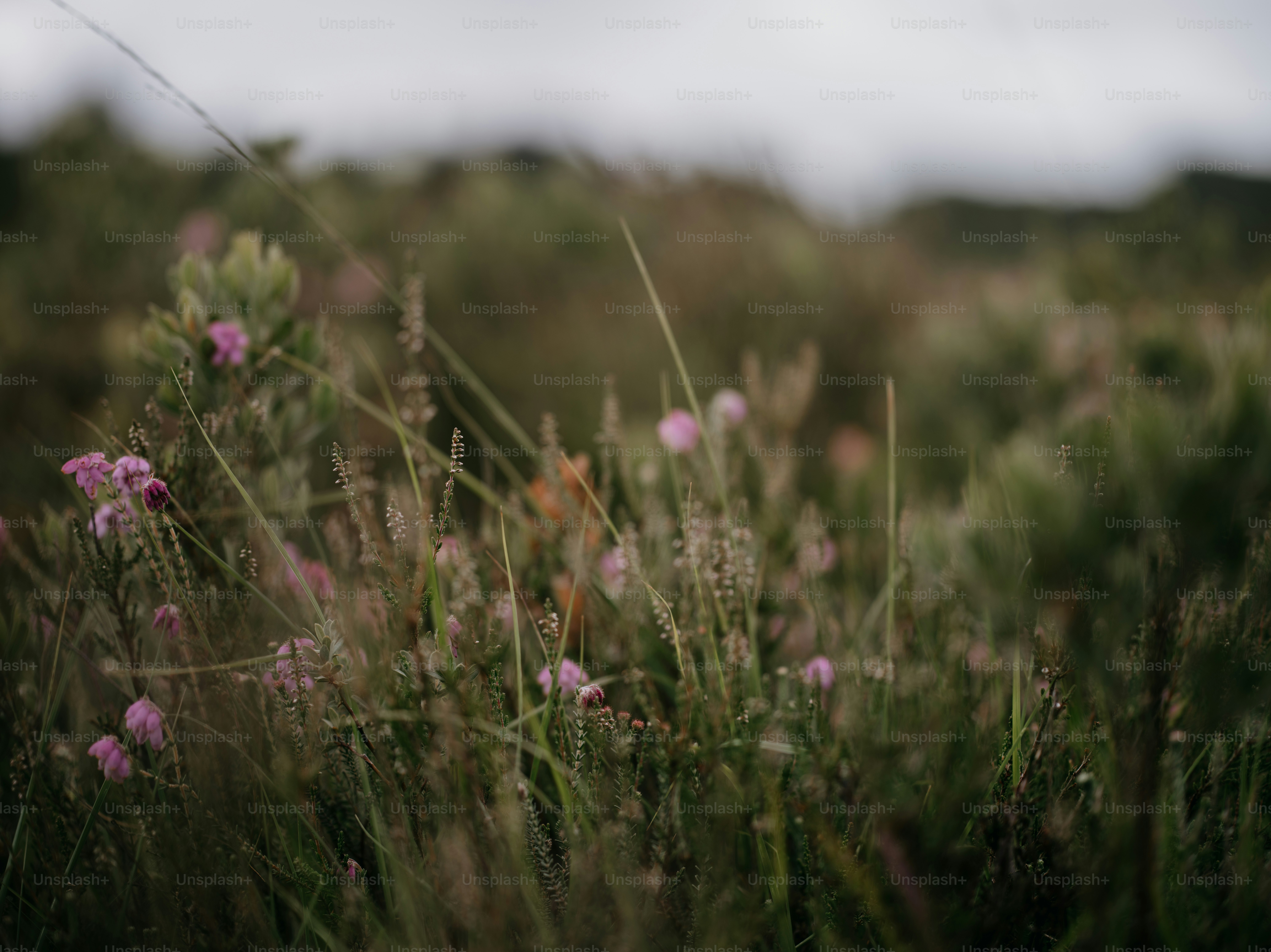 A field full of purple flowers with trees in the background photo ...