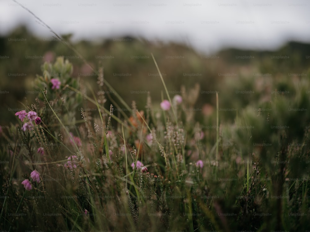 a bunch of flowers that are in the grass