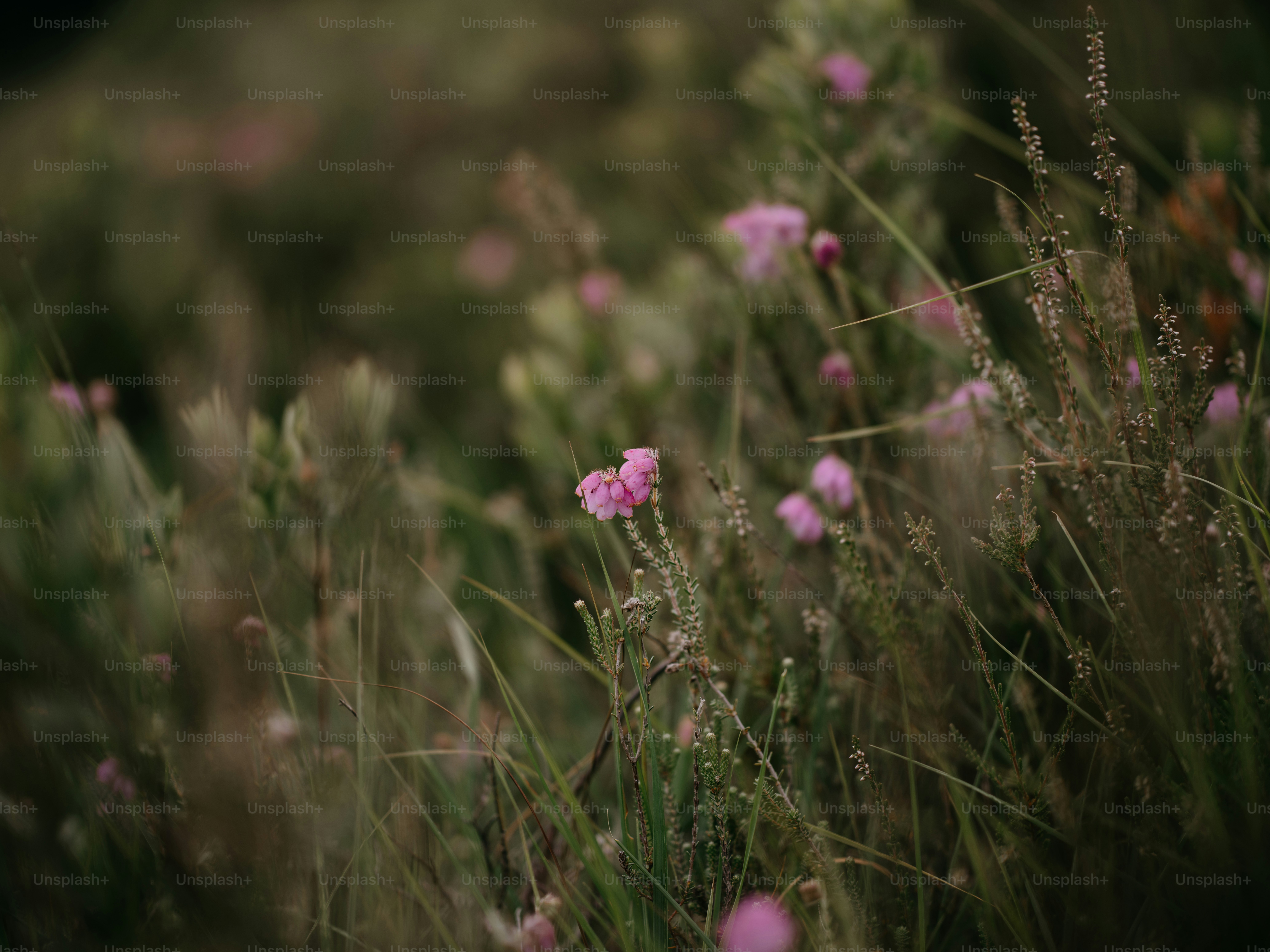 A field full of purple flowers with trees in the background photo ...