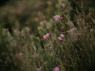 草の中にある花の束