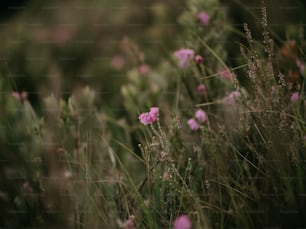 a bunch of flowers that are in the grass