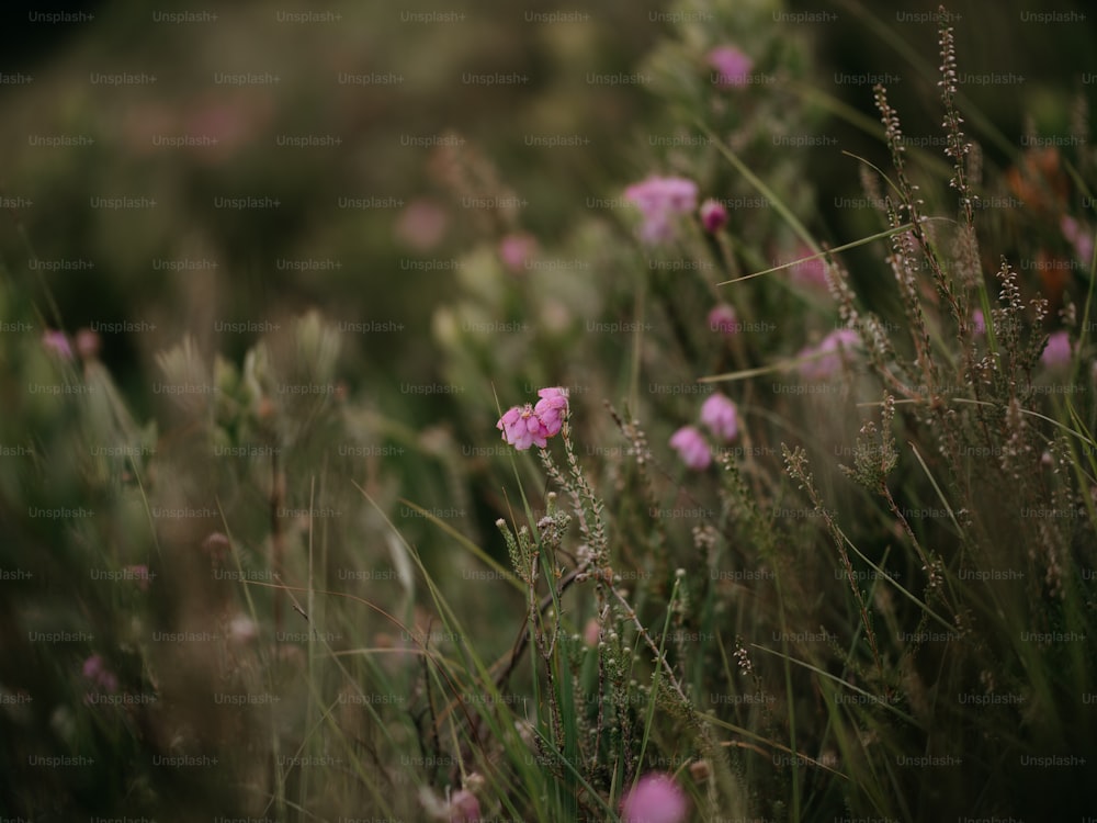 a bunch of flowers that are in the grass