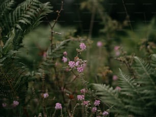 a bunch of plants that are in the grass