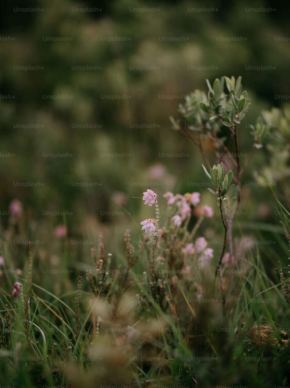 a close up of a flower in a field of grass