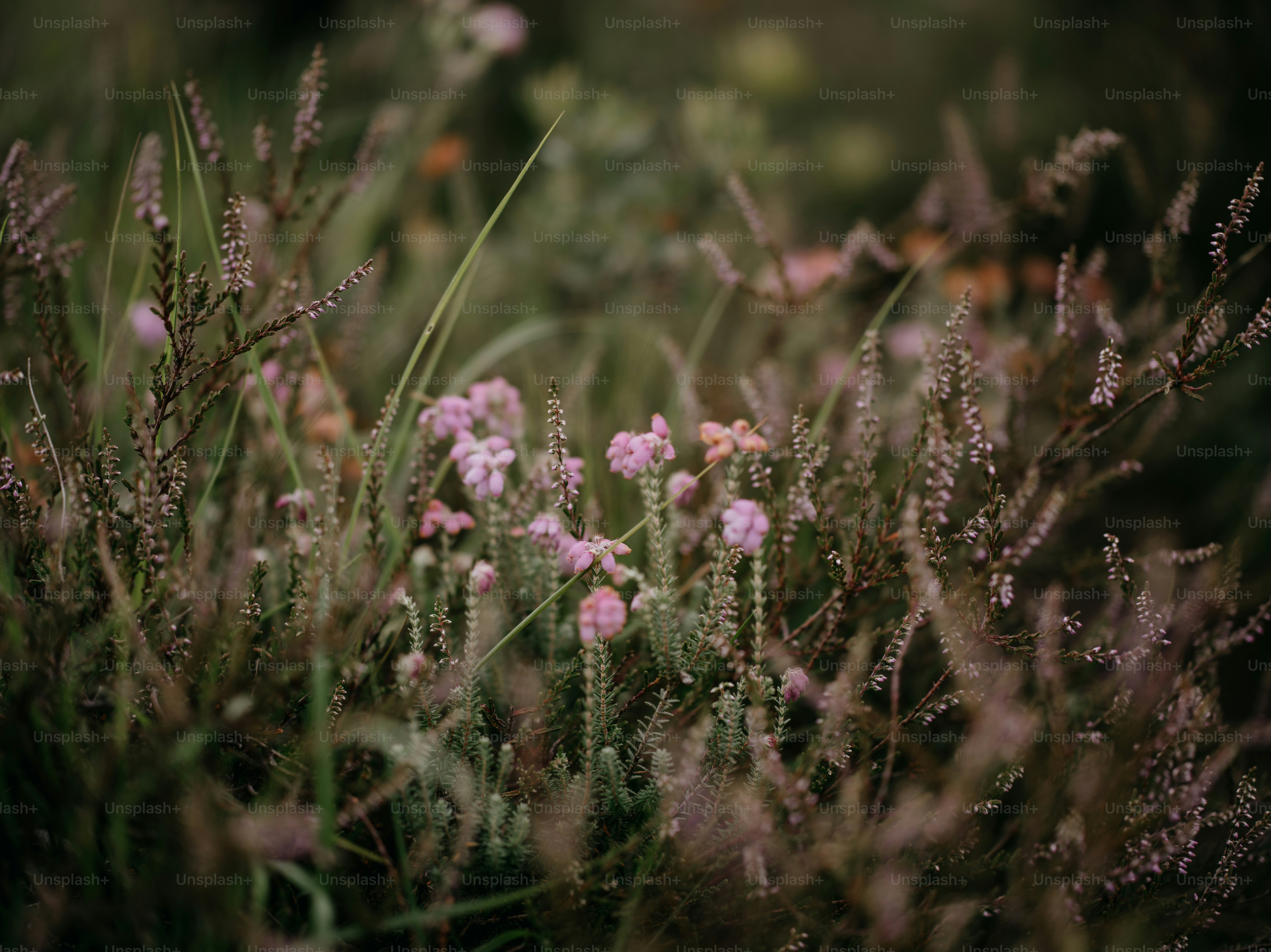 A field full of purple flowers with trees in the background photo ...