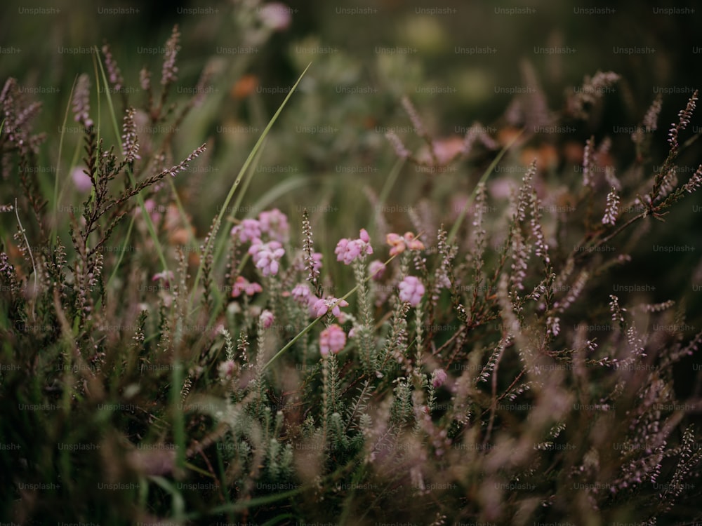 a bunch of flowers that are in the grass