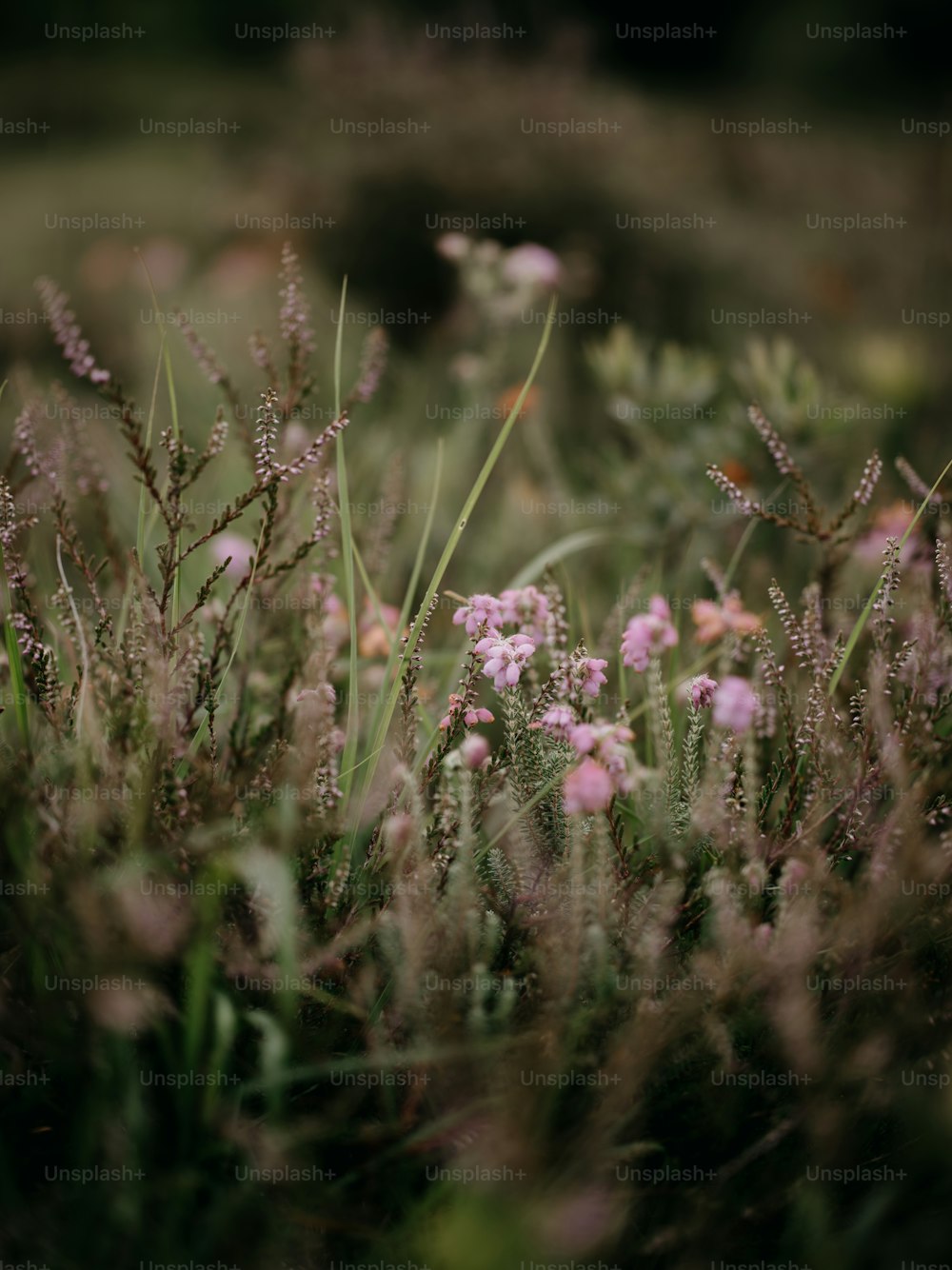 a bunch of flowers that are in the grass