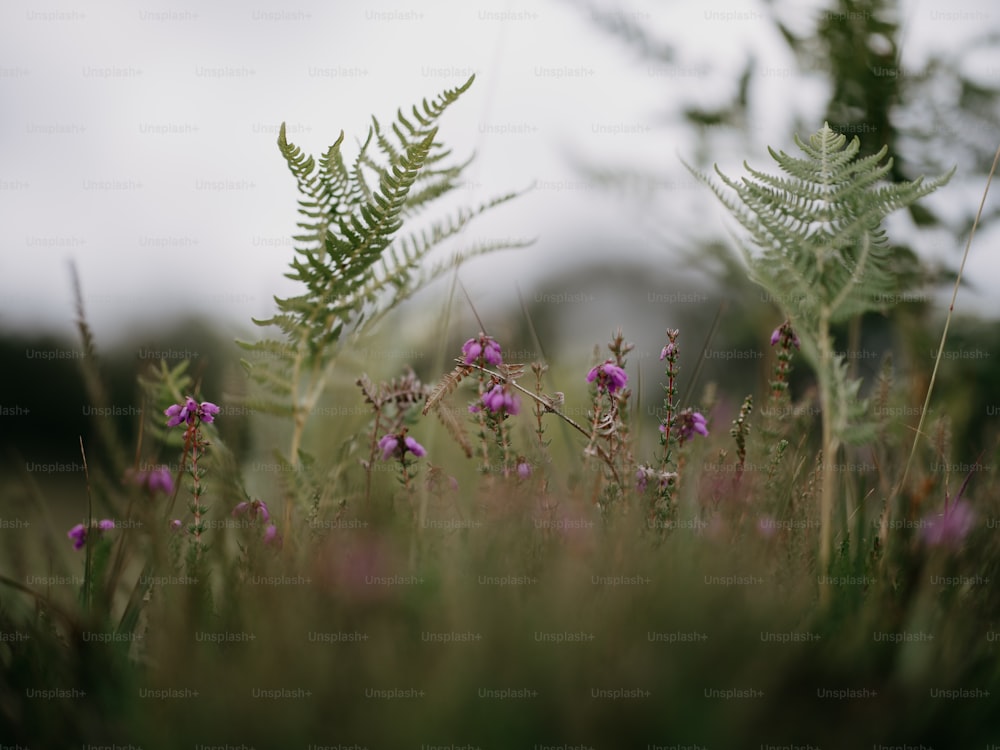 a bunch of plants that are in the grass