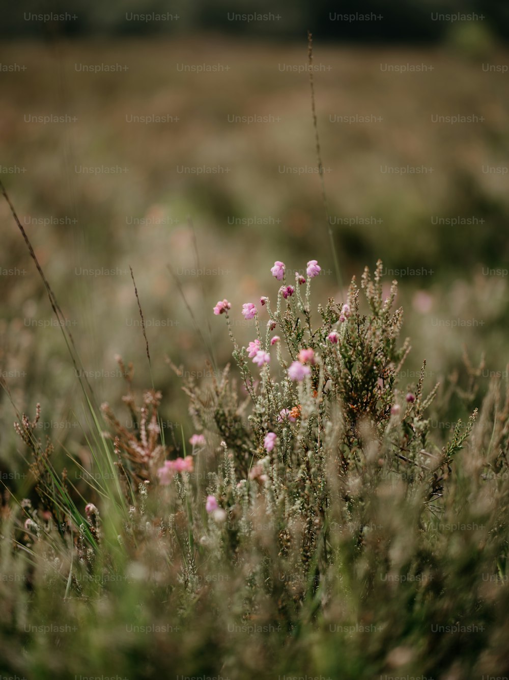 a bunch of flowers that are in the grass