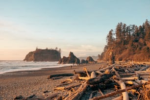 a group of people standing on a beach next to a forest