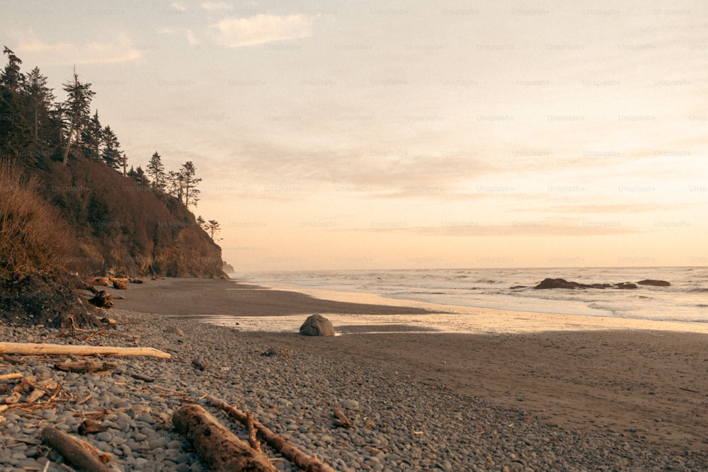 a sandy beach with trees on the side of it