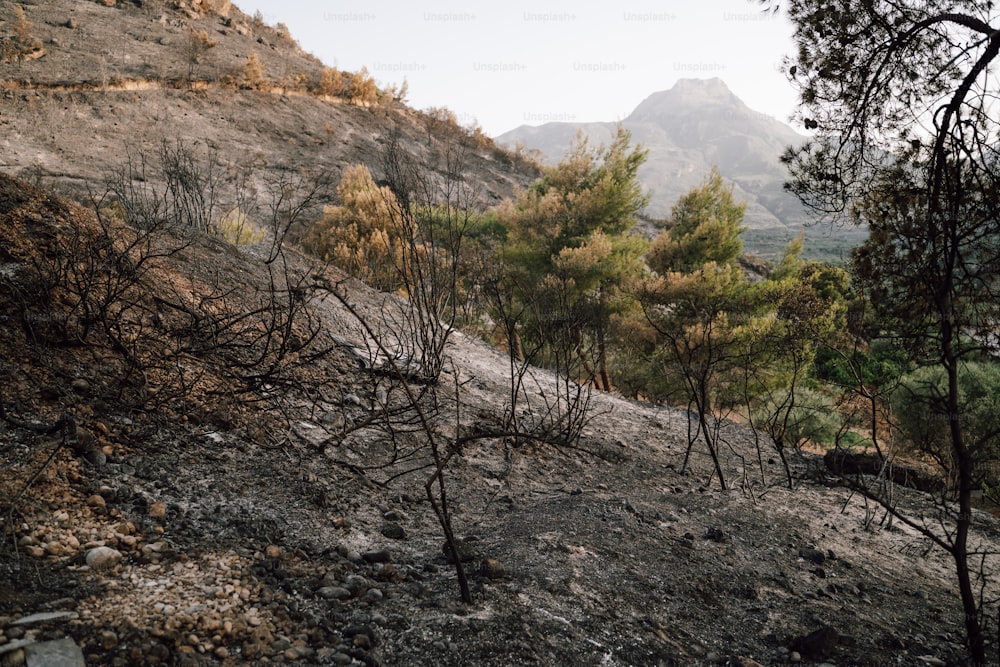 a hill with trees and a mountain in the background